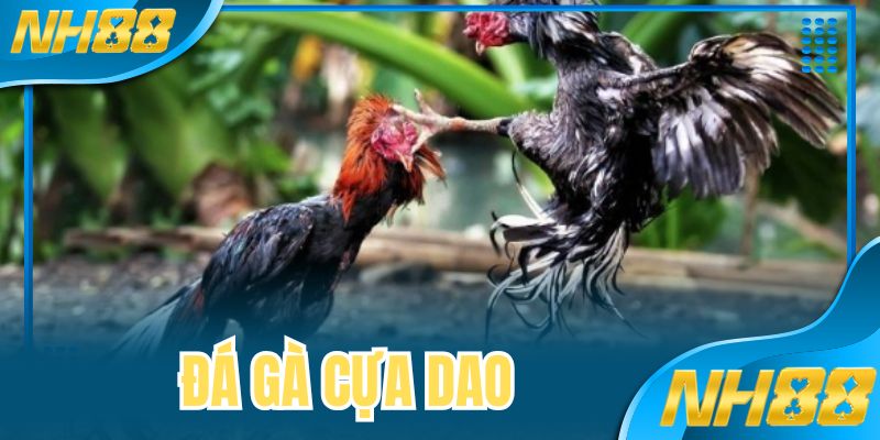 Đá Gà Cựa Dao Cuộc Giao Tranh Giữa Các Chiến Kê Tại NH88