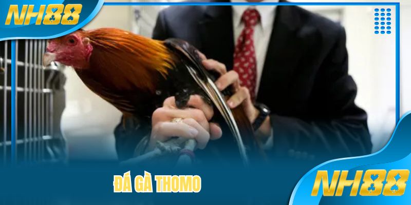 Đá Gà Thomo - Chinh Phục Các Kèo Chọi Cùng Nhà Cái NH88