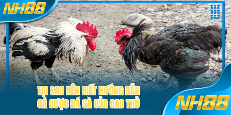 Tại sao nên biết hướng dẫn cá cược đá gà của cao thủ