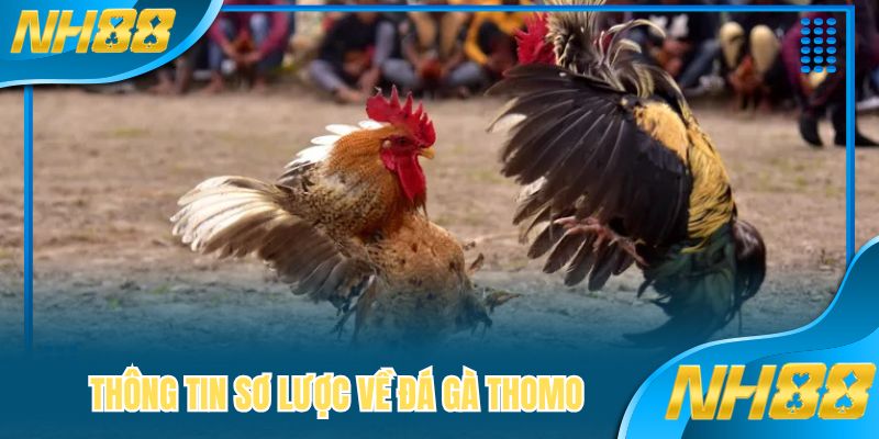 Thông tin sơ lược về đá gà Thomo